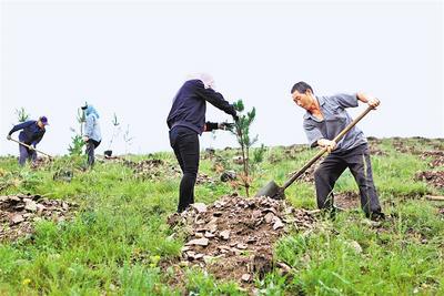 近日，千松坝林场在实施雨季造林。 河北日报通讯员 梁永生摄